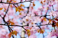 蝦夷の桜　さわやかに