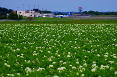 ジャガイモ畑と飛行機