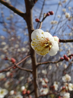 梅