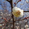 梅