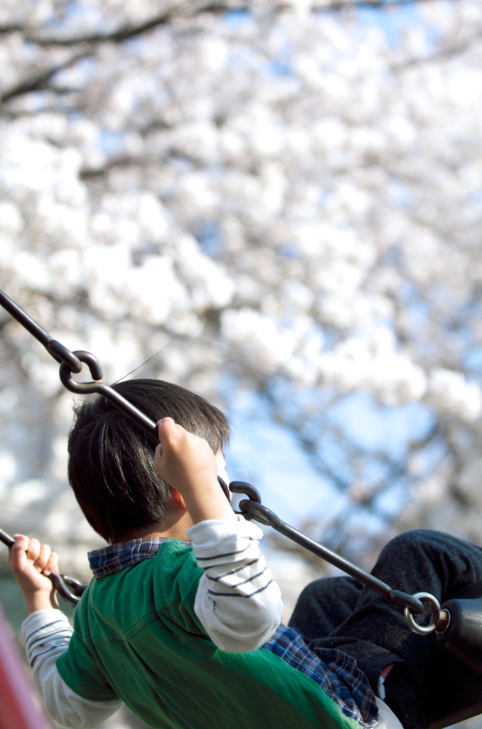 桜空へ向かって