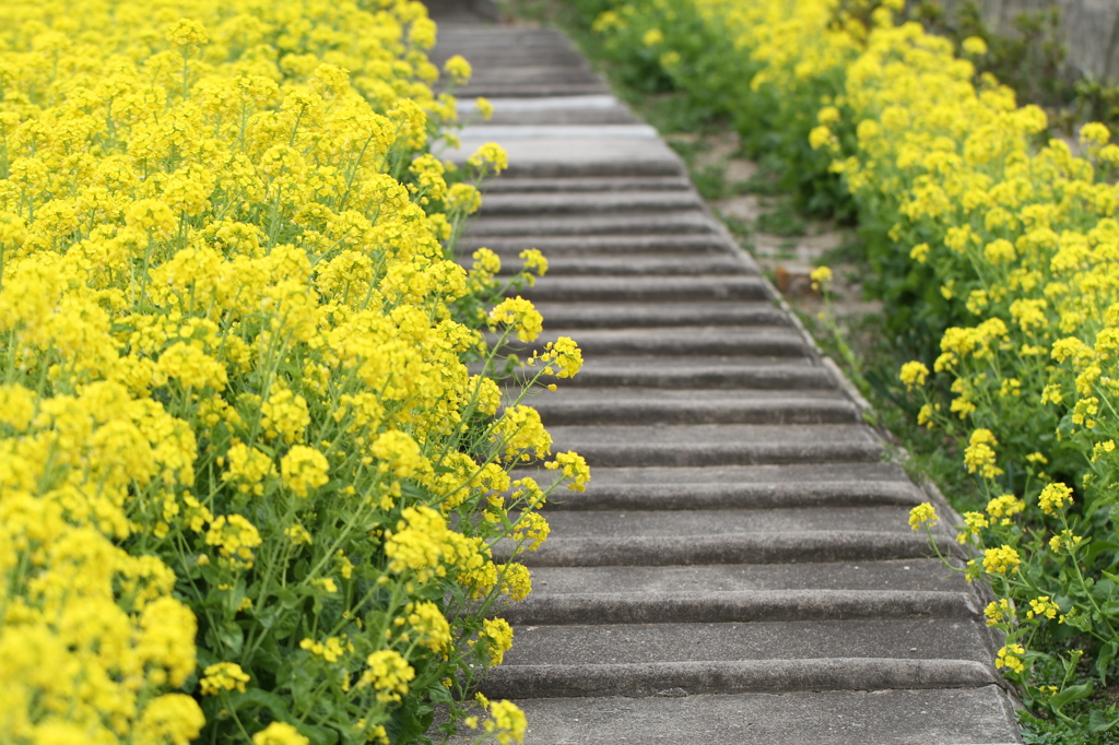 鉱山鉄道跡と菜の花