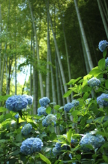 あじさい寺明月院