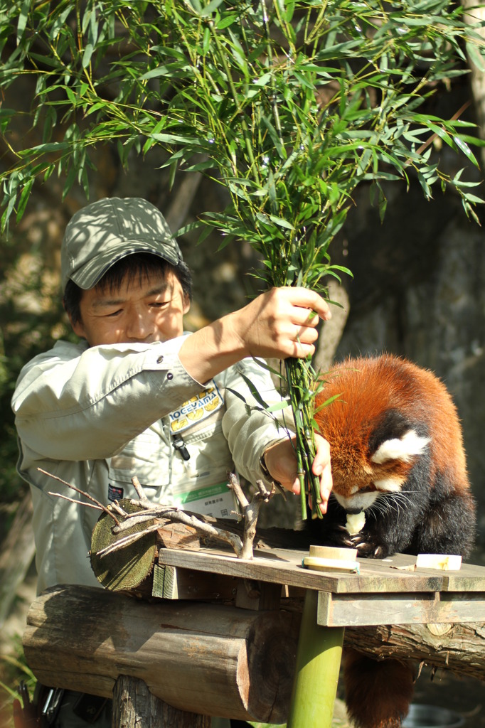 レッサーパンダのお食事１