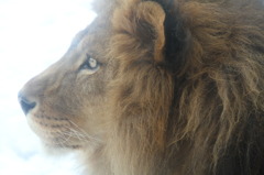 雪中のライオン