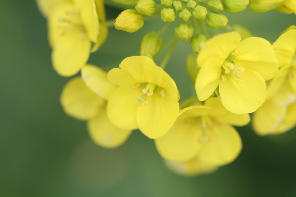 菜の花