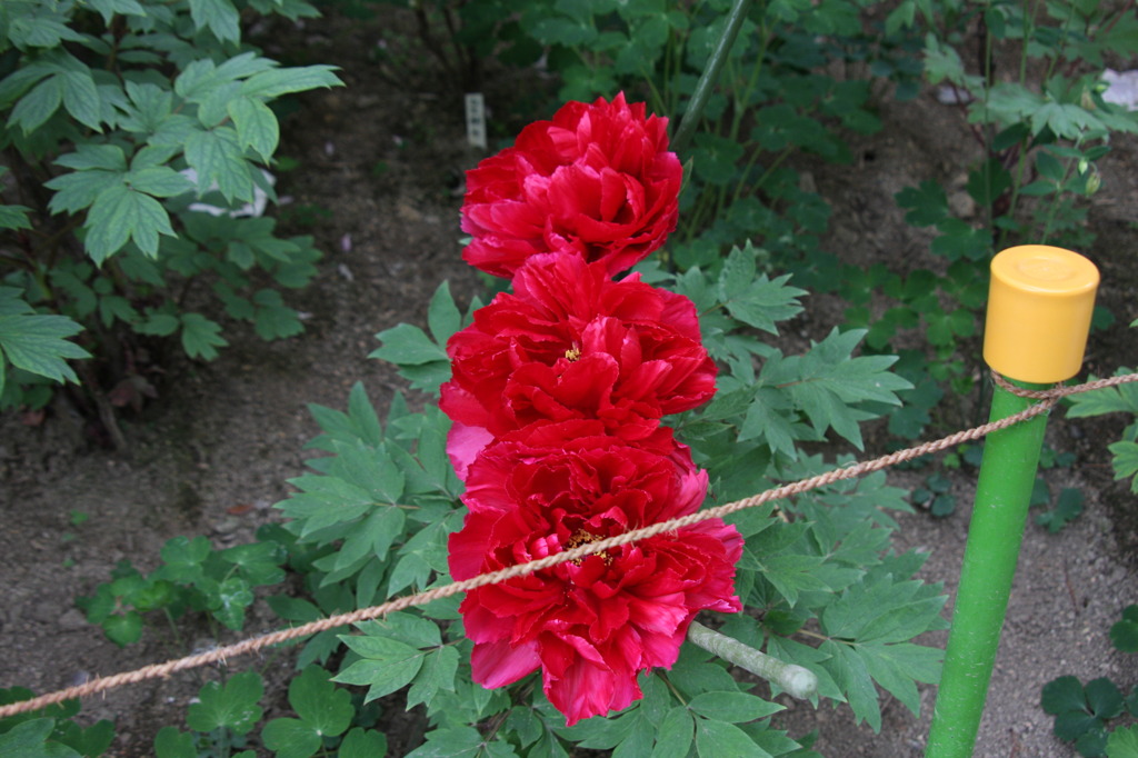 牡丹２