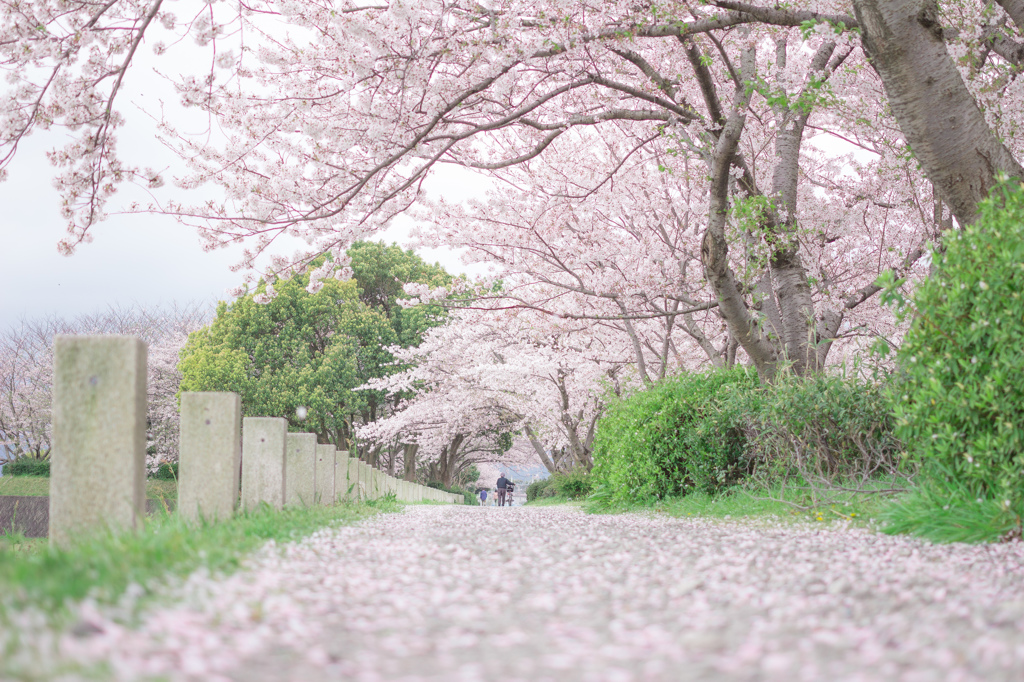 桜道