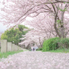 桜道