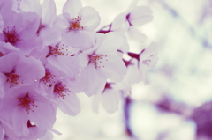 sakura