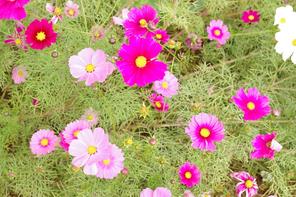 花盛り