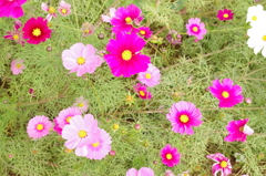 花盛り