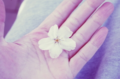 sakura