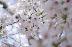 sakura