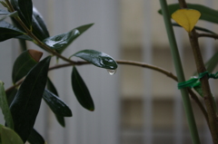 雨の日