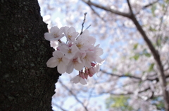 sakura