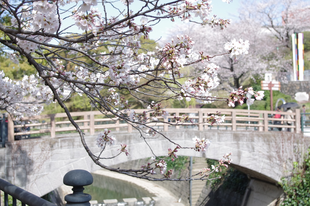 sakura