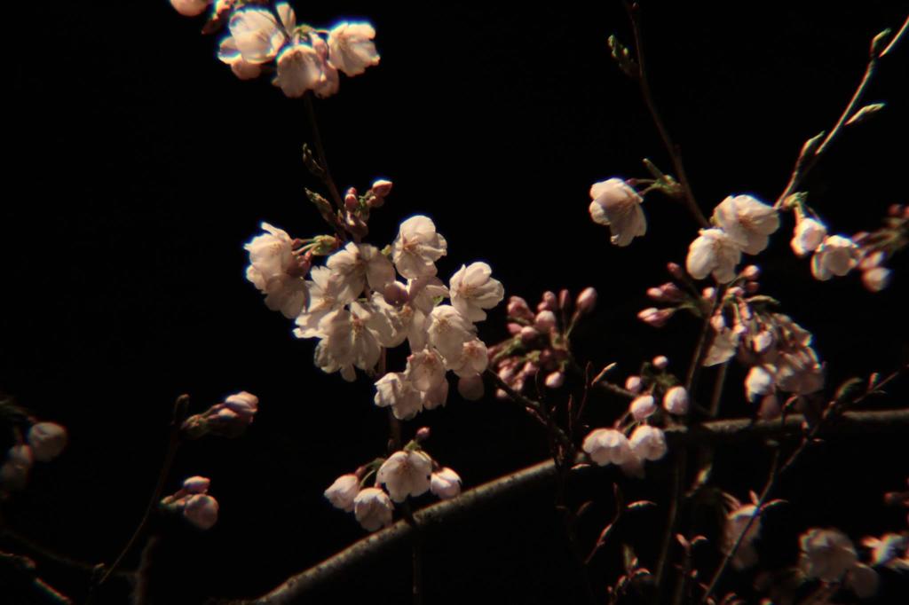 ぼんぼり夜桜