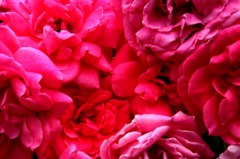 むせるほどの赤