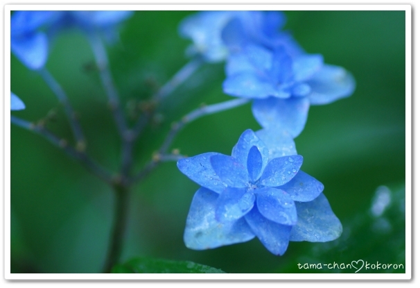 紫陽花３