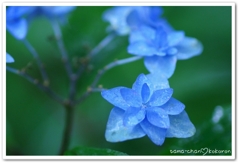 紫陽花３