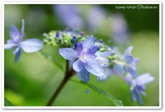紫陽花２
