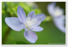 紫陽花