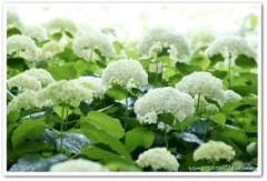 紫陽花５