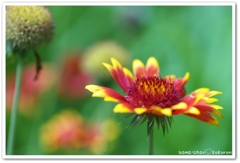 花２
