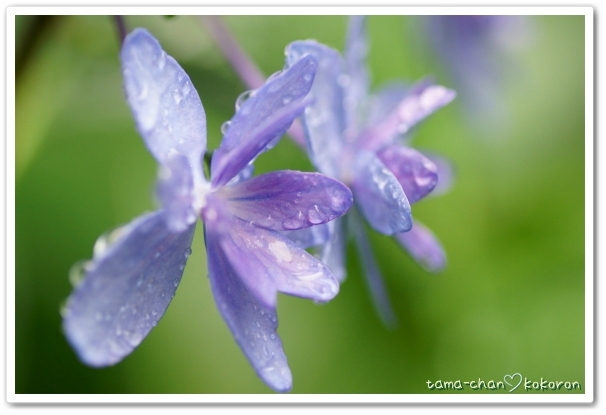 紫陽花４
