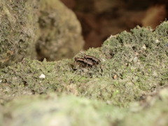 昆虫のパラダイス