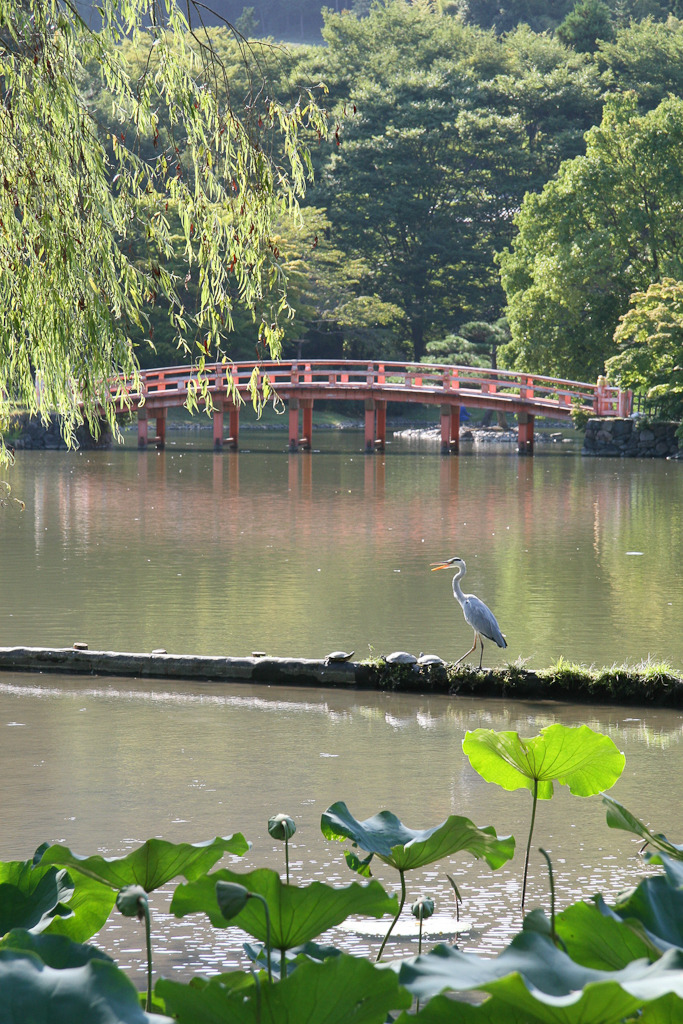 蓮鳥亀橋