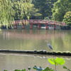 蓮鳥亀橋