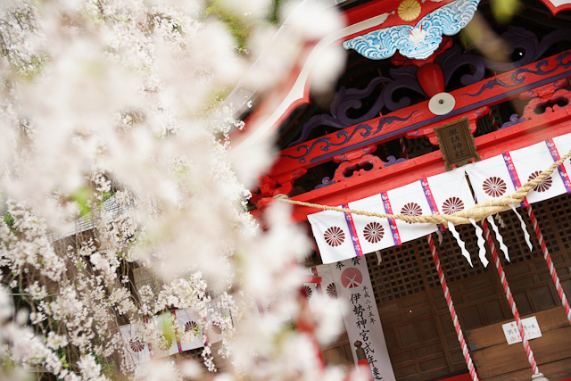 桜の神社