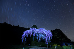 北極星しだれ桜