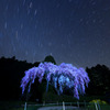 北極星しだれ桜