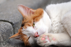 よう