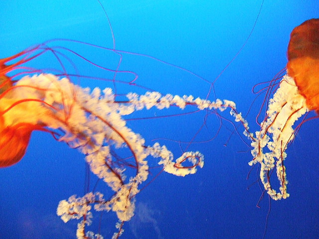 つかずはなれず