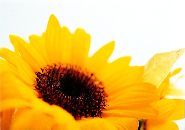 何が見えるの？