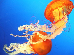 一緒にいこうよ