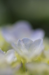 彩ふ【紫陽花】　幻想