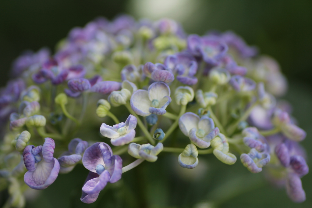彩ふ【紫陽花】　纏まり