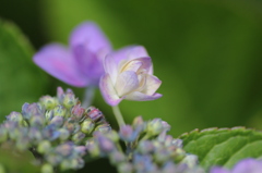 彩ふ【紫陽花】　八重テル？