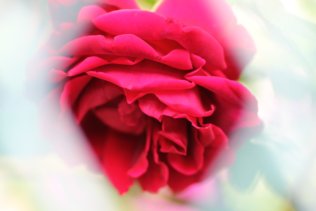 フェンス越えの薔薇