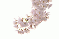 さくらの靴下