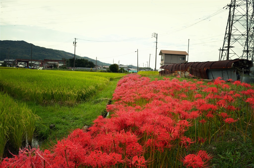 狐の松明