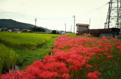 狐の松明