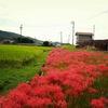 狐の松明