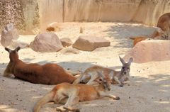 東山動物園高校陸上部