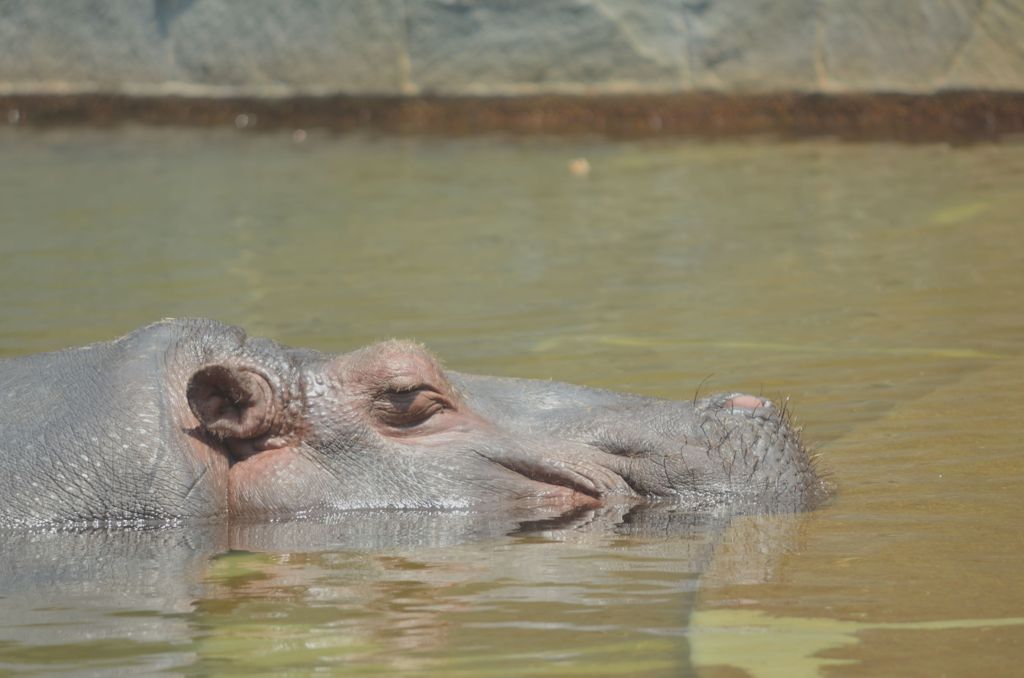 水眠